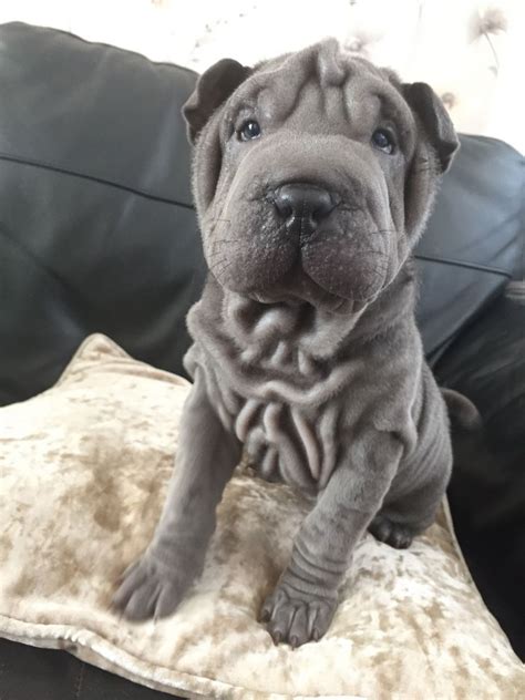 Miniature shar pei. Things To Know About Miniature shar pei. 